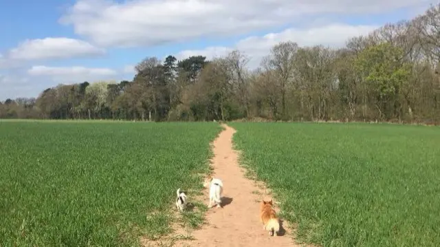 Field near Badger