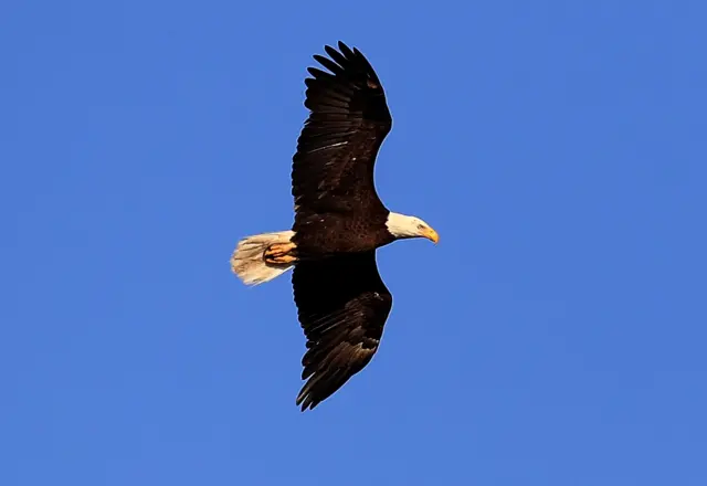 Eagle