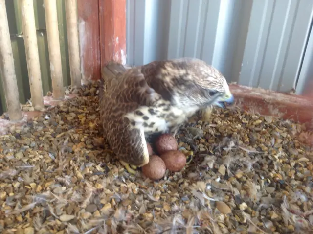 Falcon and eggs