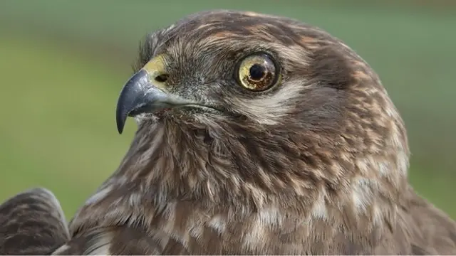 Montagu's harrier