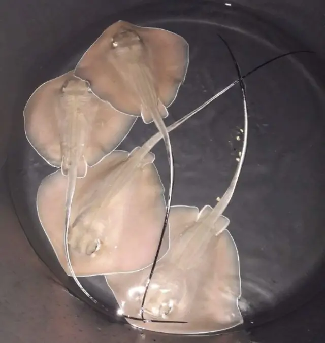 The four baby stingrays