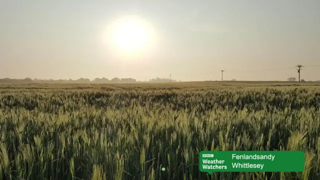 Field in Whittlesey