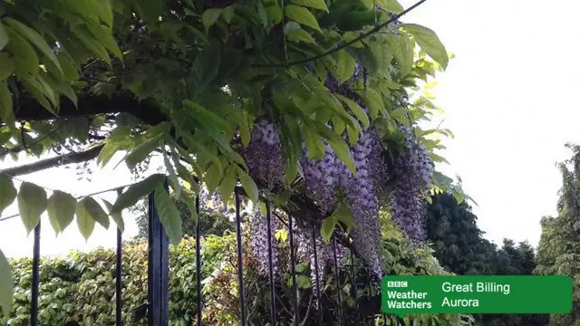 Flowers in a garden in Great Billing