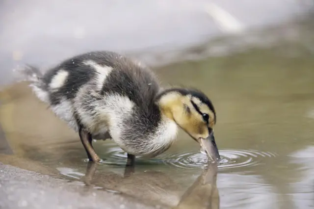 A duckling in a pool of water