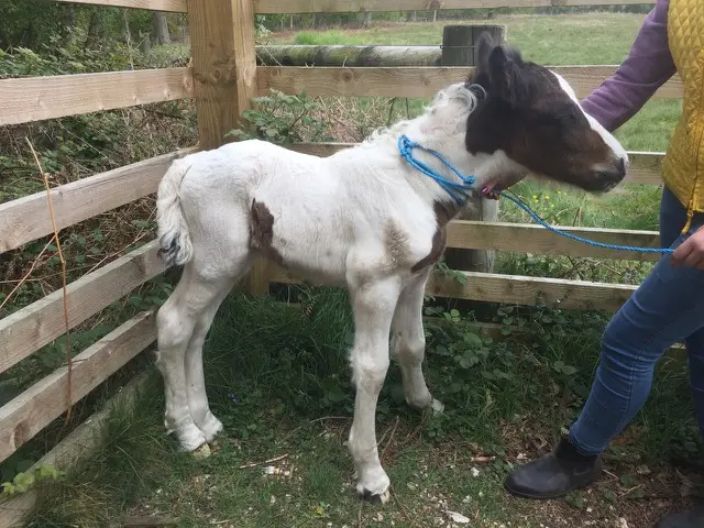 The young foal standing in a pen