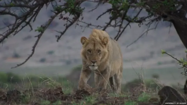 African lion on the prowl