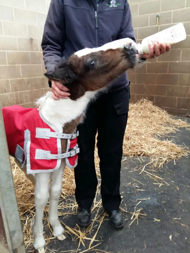 The brown and white foal being bottled fed