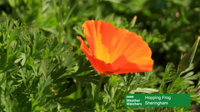 An orange flower in full bloom