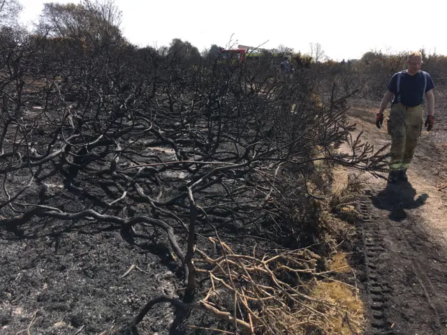 Fire fighter walking alongside blackened gorse