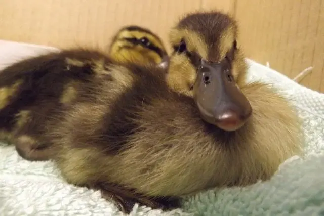 Two ducklings on a white blanket