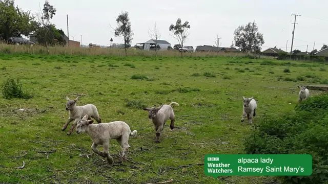 Sheep in a field