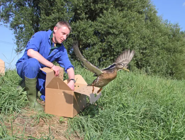 Adult duck being released into wild