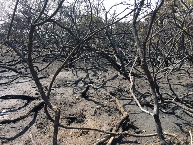 Burnt gorse bushes