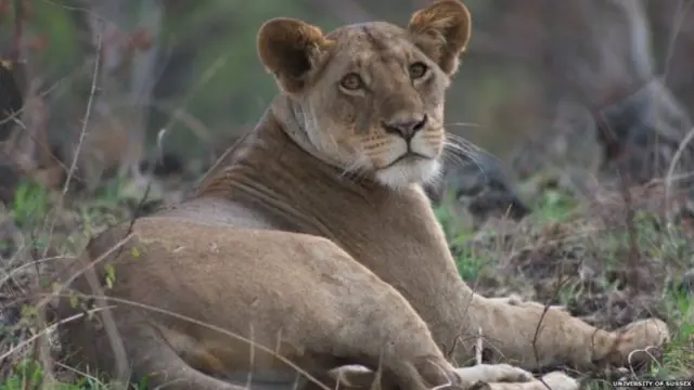 Lion on the ground