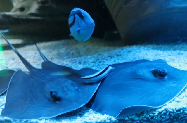 Stingrays at the bottom of a tank