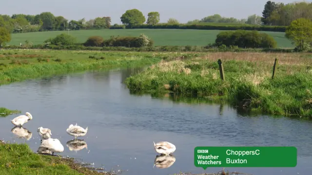 Swans at the water's edge