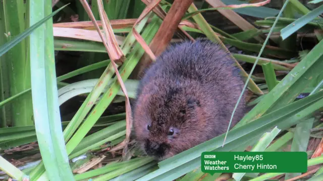 Water vole