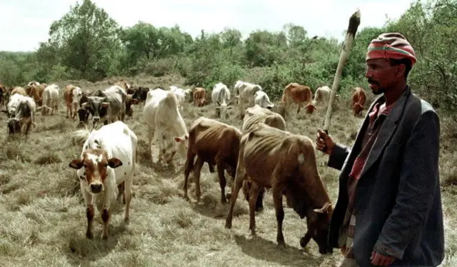 A Kenyan Maasai Lekiito Lenongiro herds his cattle in the Mount Kenya Forest where herders 07July 2000 have been ordered to take their livestock after being forced out of white-owned ranches in the central Laikipia distict.