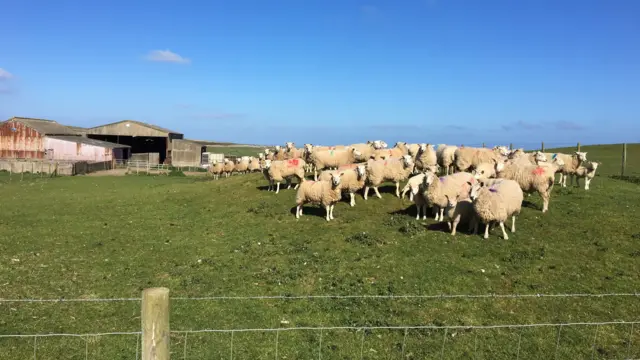 Lambs on Anglesey farm