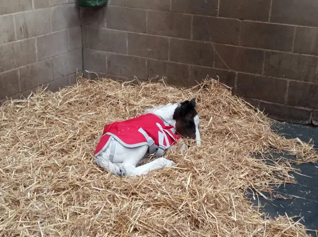 The young foal, wrapped in a jacket, lying on a bed of straw