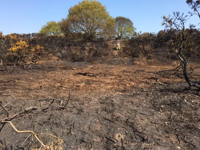 Fire-damaged area on Southwold common