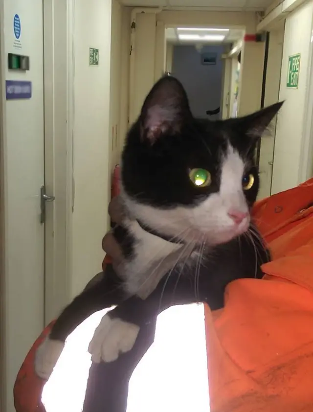 Cat on ferry