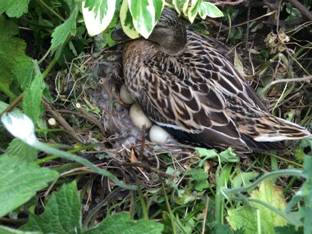 Duck on eggs