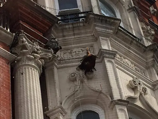 Bird stuck in netting