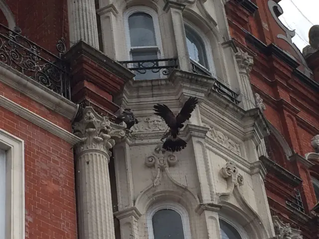 Bird stuck in netting in Ipswich town centre