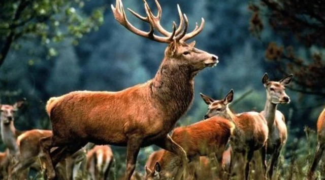 Deer are among the non-target animals harmed by snares