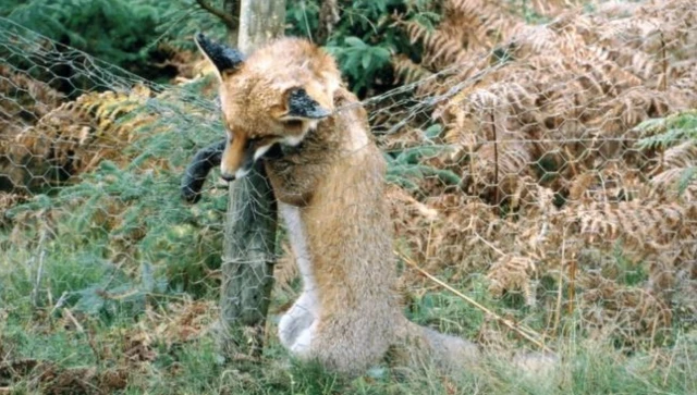 Fox caught in snare