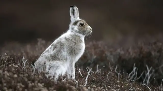 Mountain hare