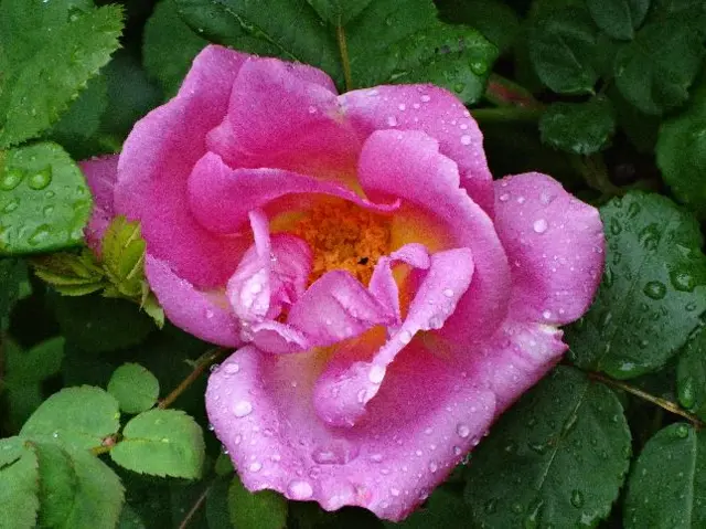 Pink rose with rain drops