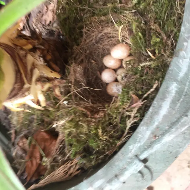 Robin eggs