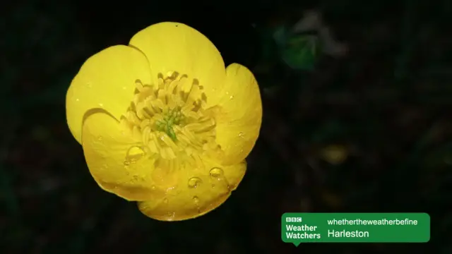 Raindrops on a yellow flower