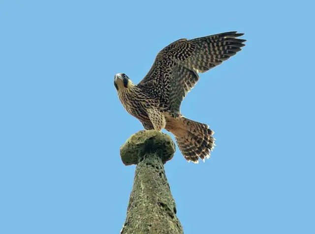 Peregrine