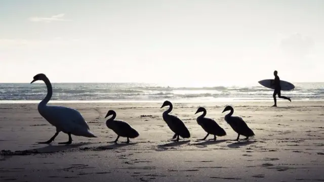 Swans on beach