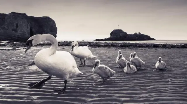 Swans on beach