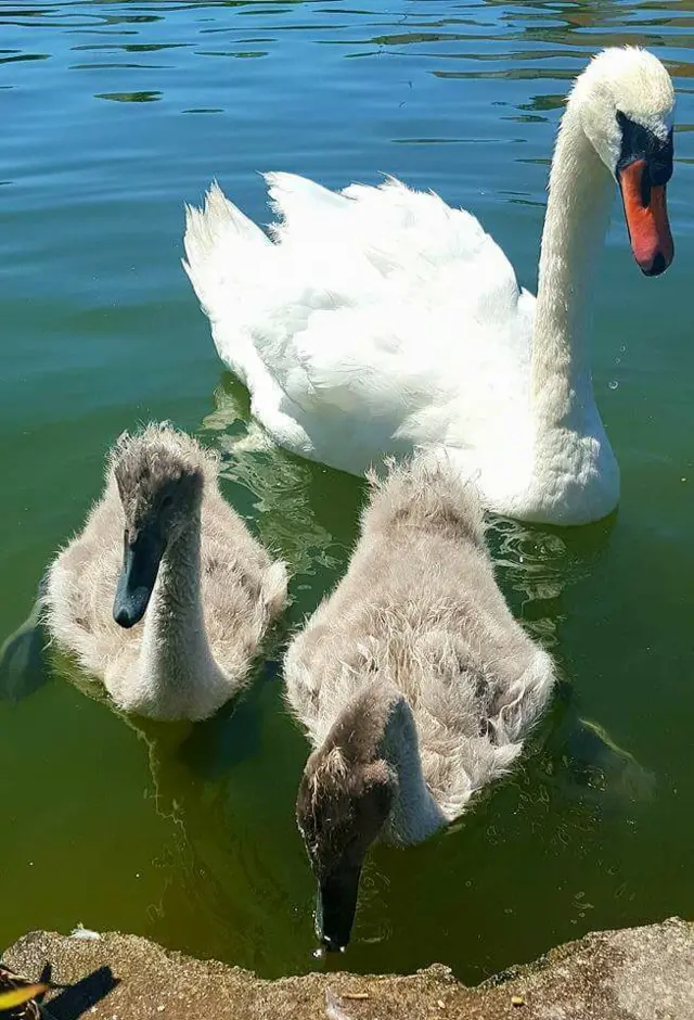 Swan and two cygnets