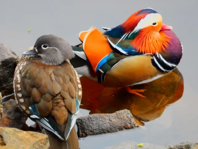 Mandarin ducks