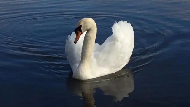 Trentham Lake