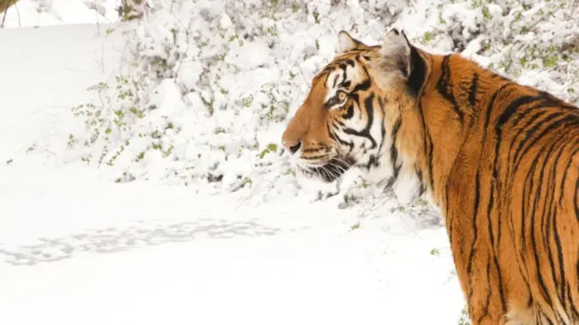 Rana the tiger in the snow