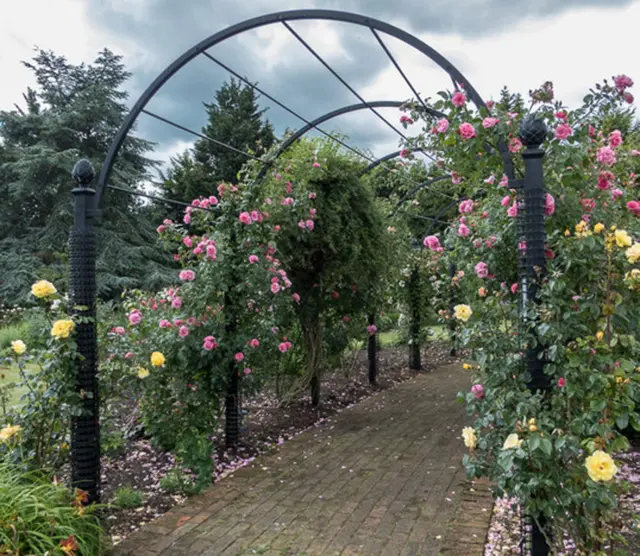 Royal National Rose Society Garden, St Albans