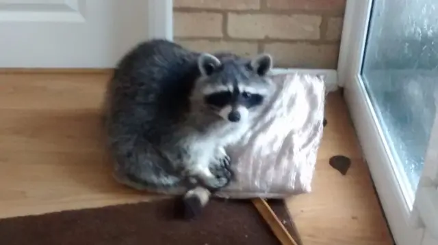 Raccoon caught in a Northampton family's home.