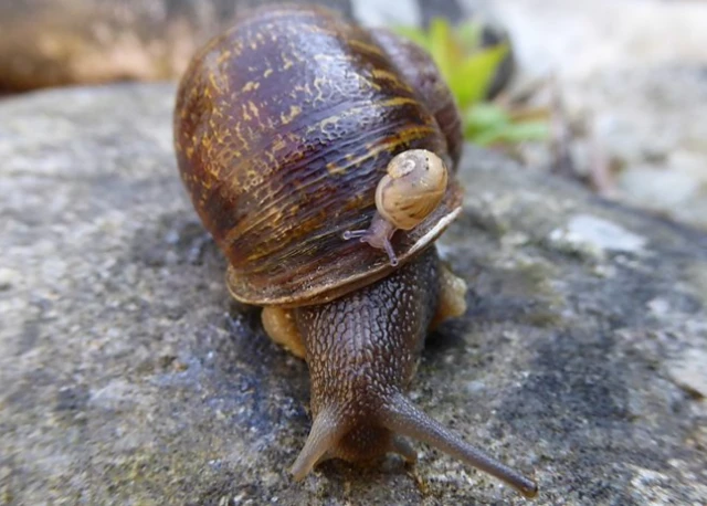 Jeremy the snail