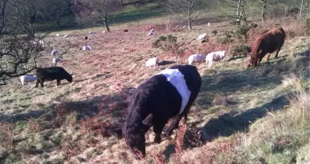 Grazing on Malvern Hills