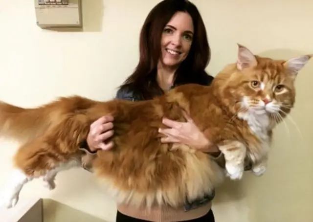 Giant cat