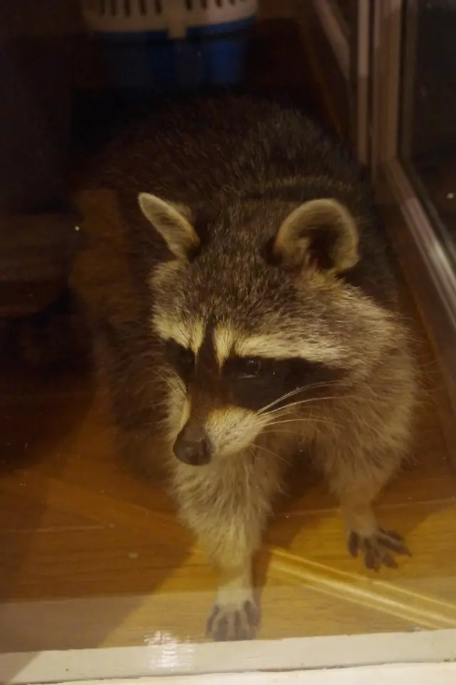 raccoon