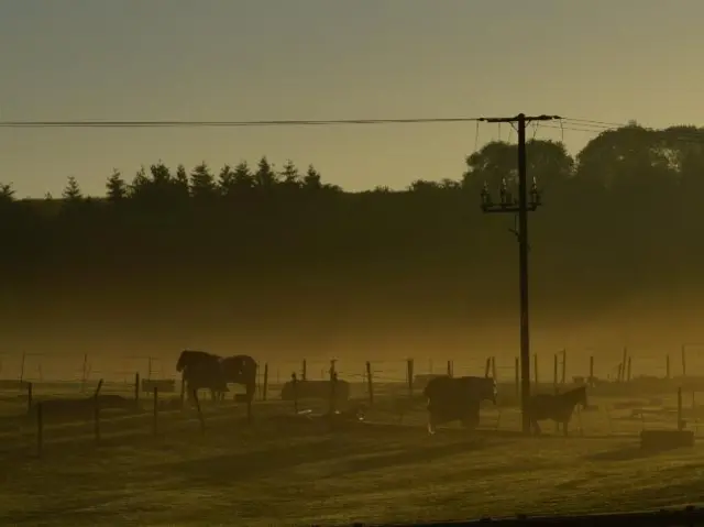 Cows in field