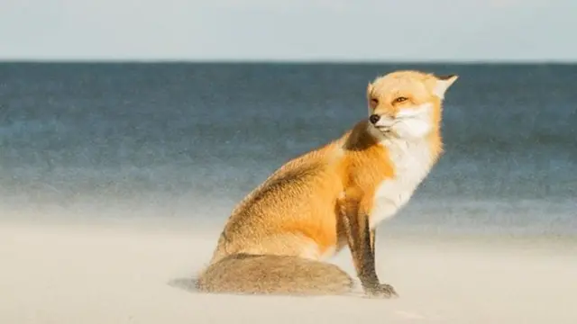 Fox on beach